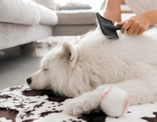 Co to jest trymowanie psa?