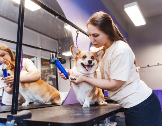 Czy każdy pies powinien odwiedzać salon fryzjerski?